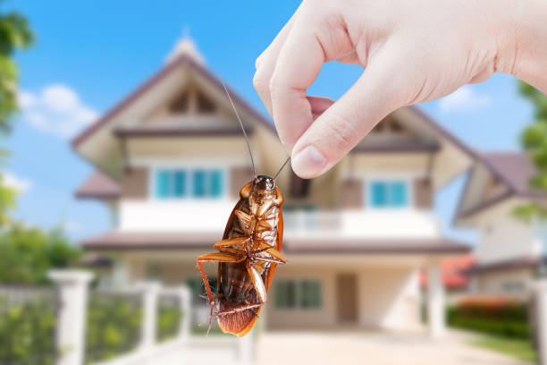 Be Aware of What You Must do before and After Pest control
